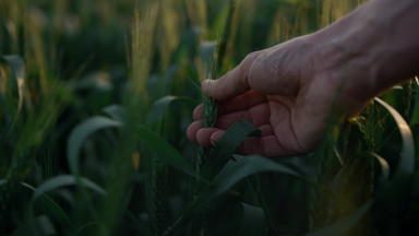 男人。手触碰小穗小麦场特写镜头农民检查作物日落